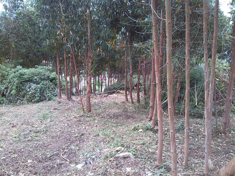 LIMPIEZAS FORESTALES