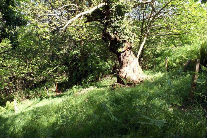 Lindes de la parcela.