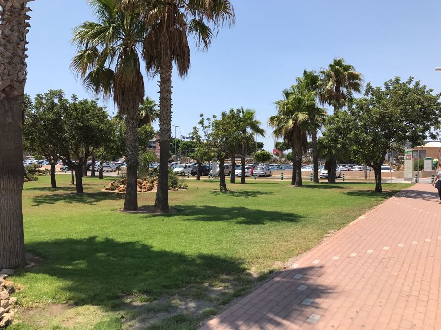 Mantenimiento de arbolado viario