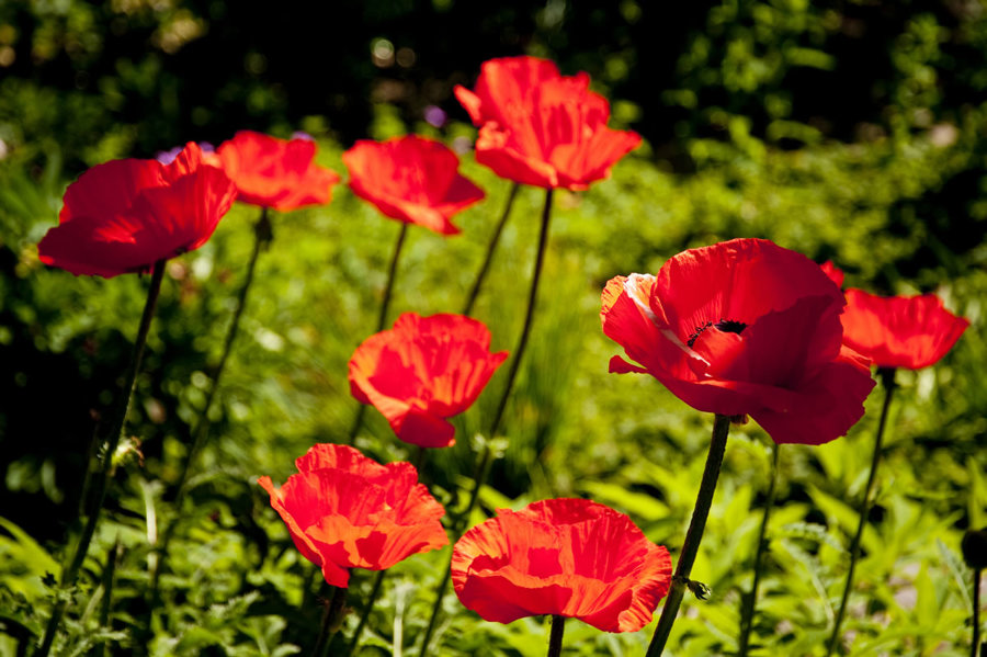 mantenimiento de jardines Murcia