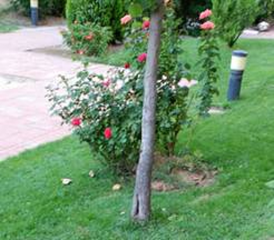 mantenimiento del jardin Aluche 3