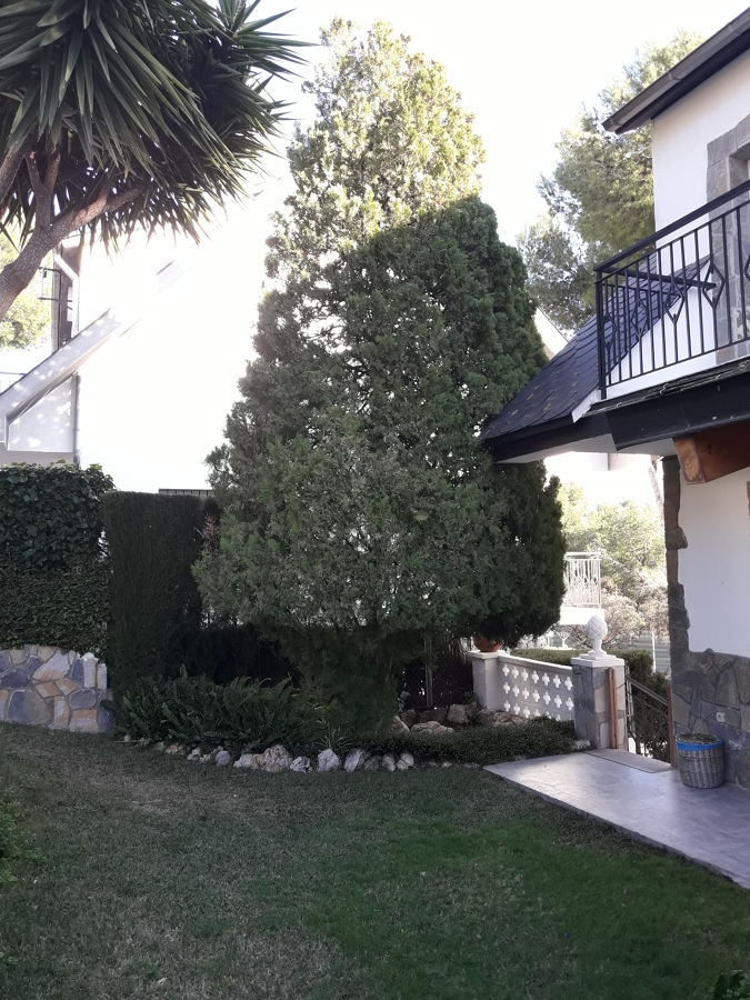 Mantenimiento Jardín ( Abeto )