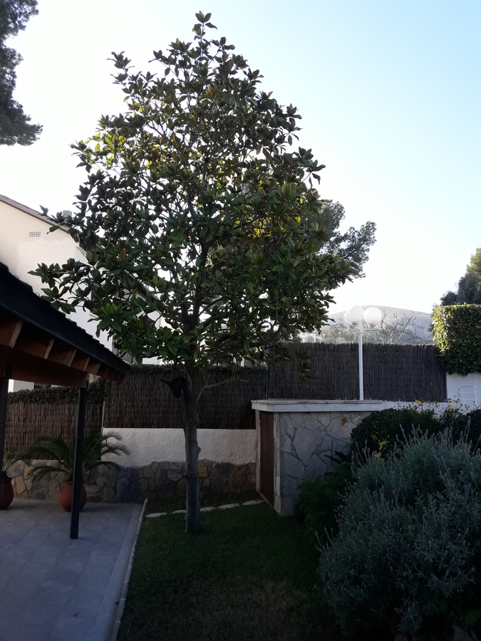 Mantenimiento jardín , ( Magnolio )