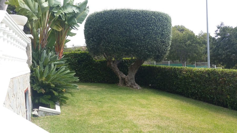 Mantenimiento Jardín ( Olivo )