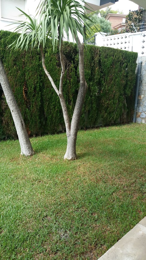 Mantenimiento Jardin , poda de setos y saneamiento de palmeras
