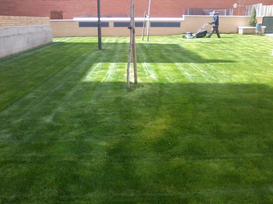 mantenimiento pradera cesped