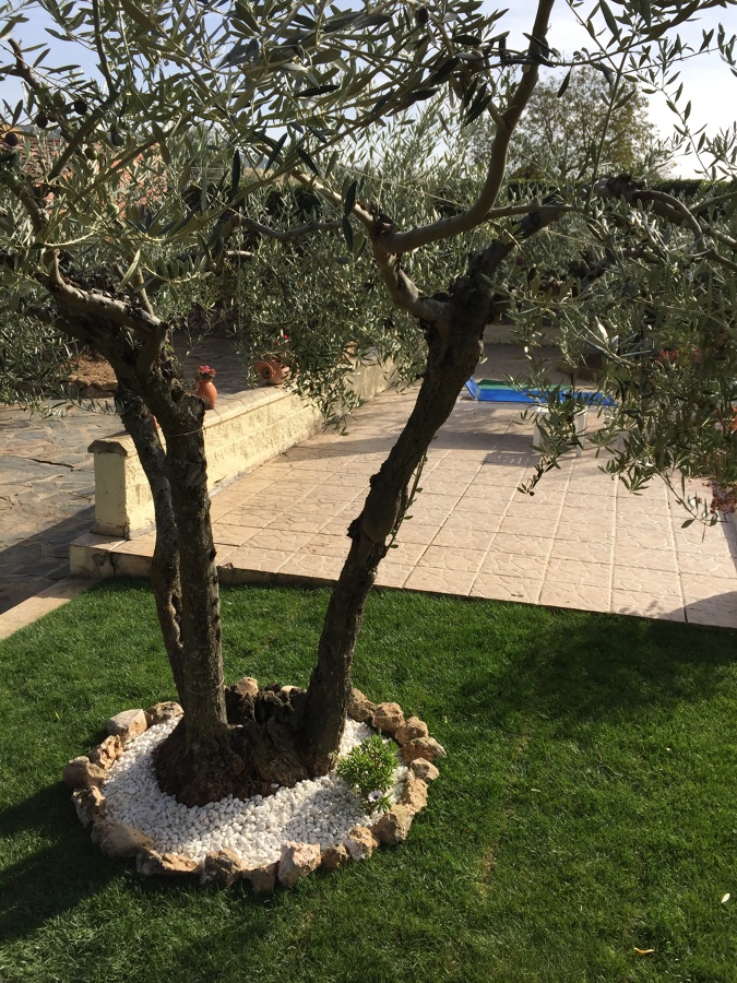 Mantenimientos de jardines 