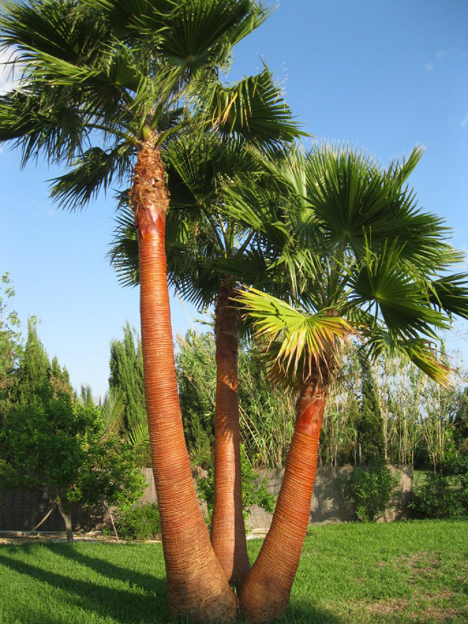 Mantenimientos de jardines y parcelas 