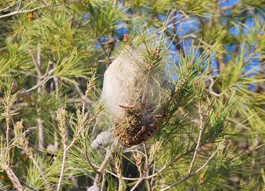 Nido de oruga procesionaria