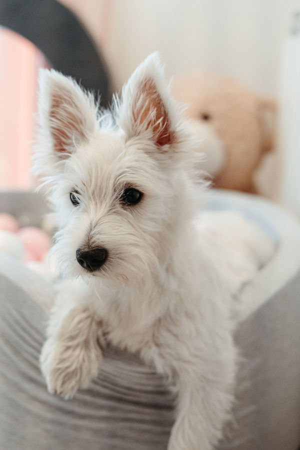 OK_HABITACIÓN BEBE RAMÓN Y CAJAL