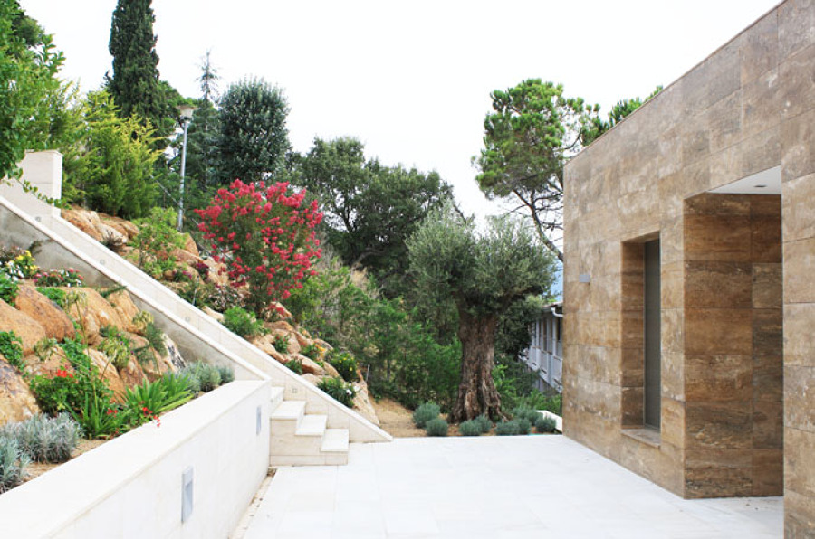 Olivo y Lagestroemia