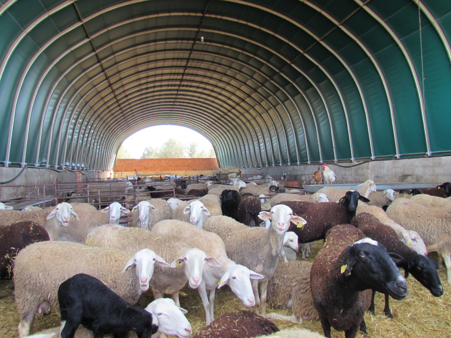 Ovejas Granja autoconsumo GFM