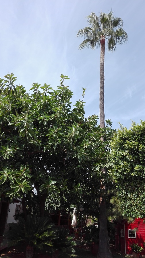 Palmera recien podada