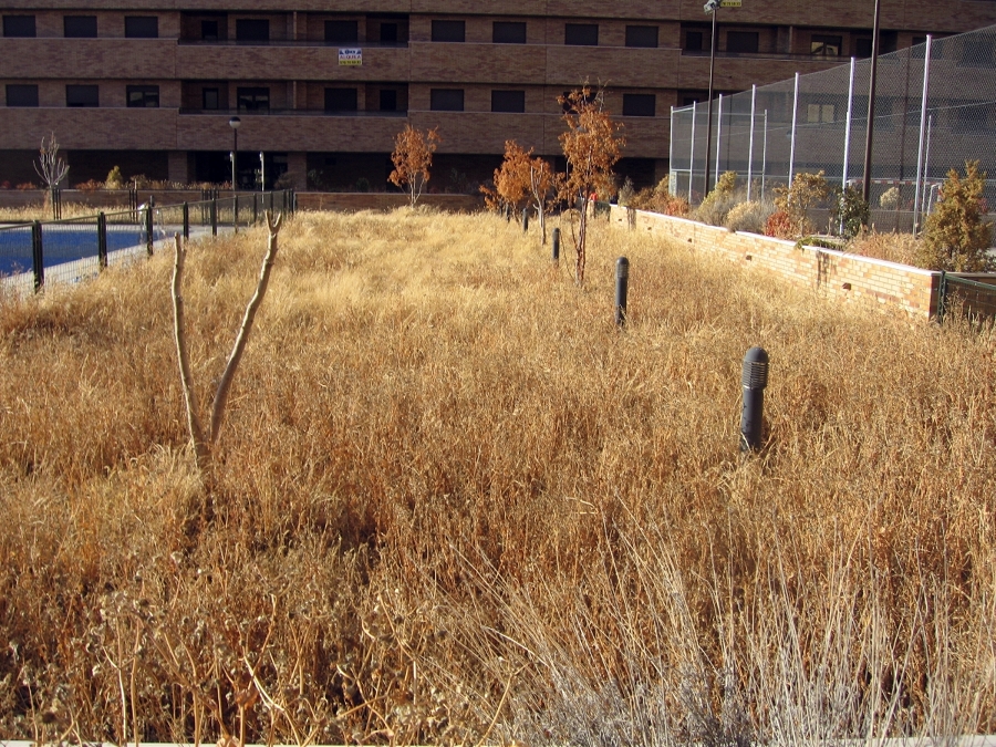 Parcela sin desbrozar 2