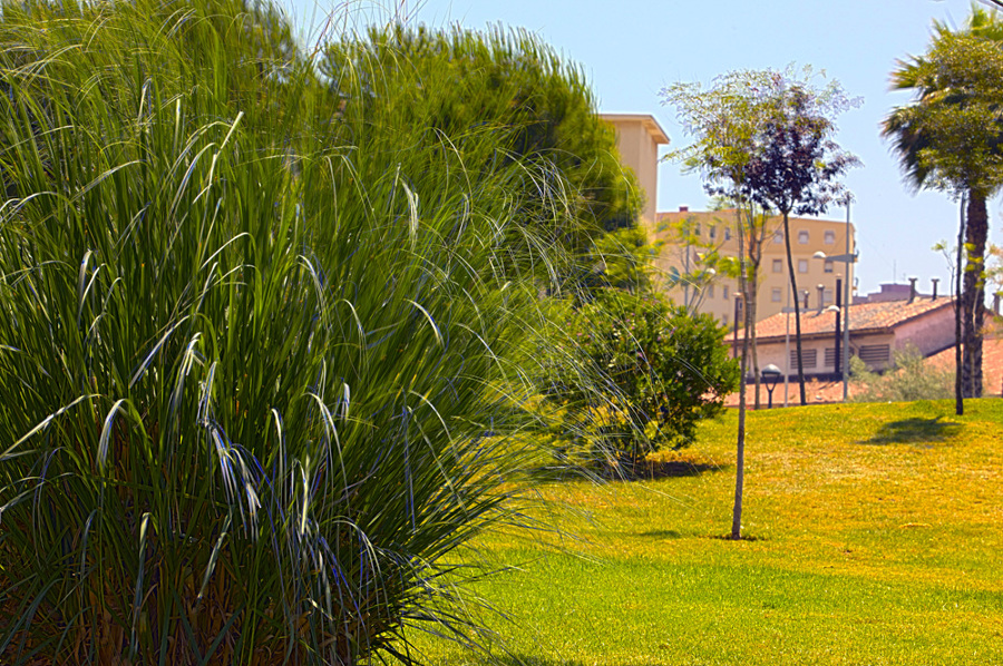 Parque de Los Juncos