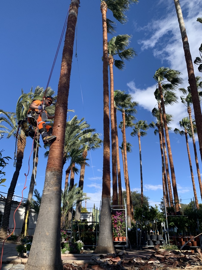 Pelado del tronco de una palmera