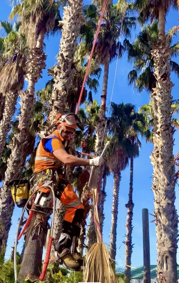 Pelado del tronco de una palmera