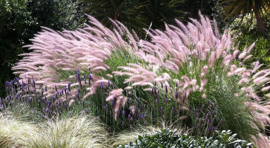 Pennesetum, Lavanda y Graminas