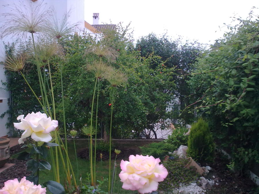 Pequeño estanque y rocalla en jardín delantero