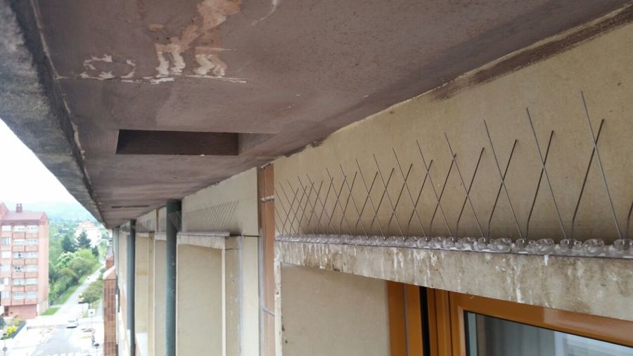 Pinchos anti-palomas colocados en cornisa