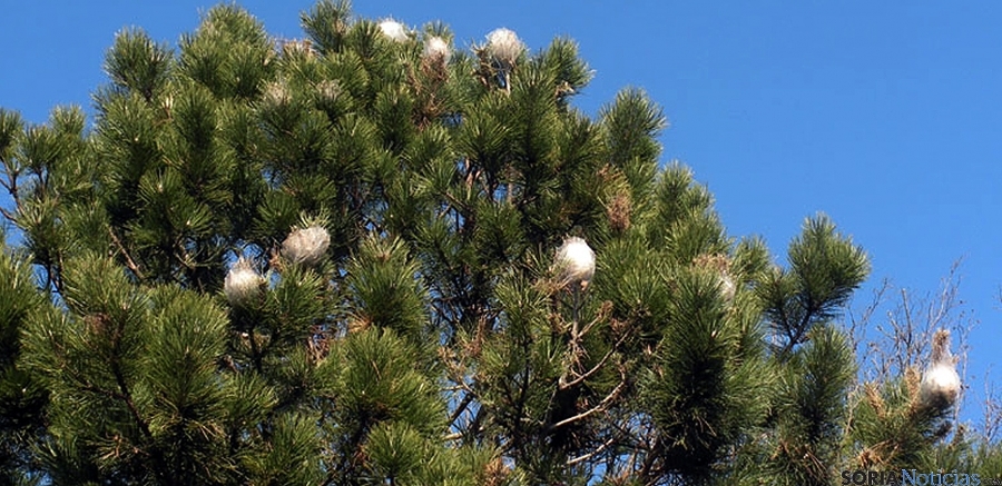 Pino replet de nidos