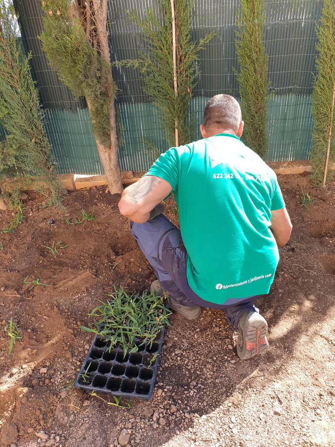 Plantando esquejes de grama