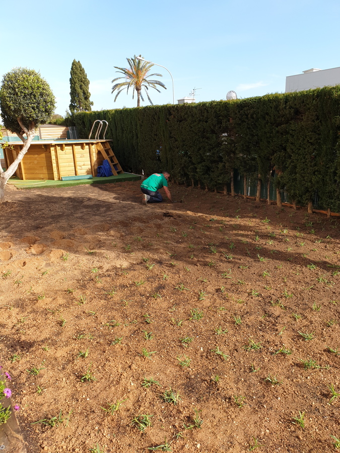 Plantando esquejes de grama