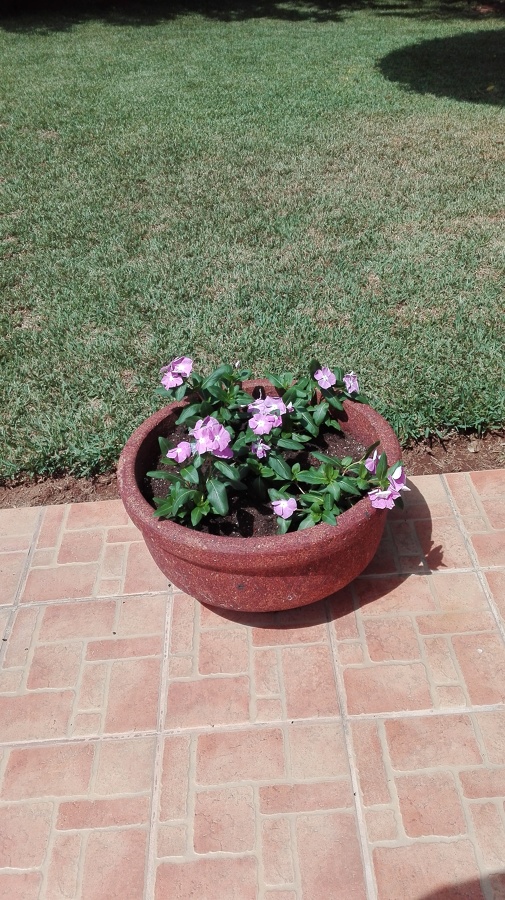 Plantas de temporada