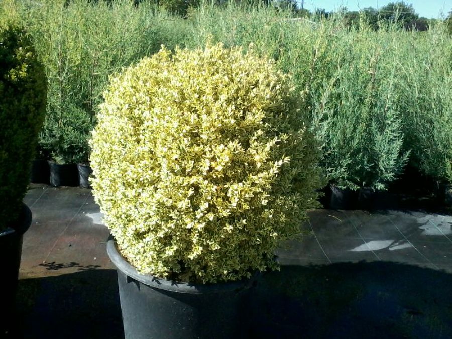 plantas decoración jardines