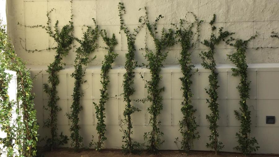 Plantas trepadoras para tapar la pared