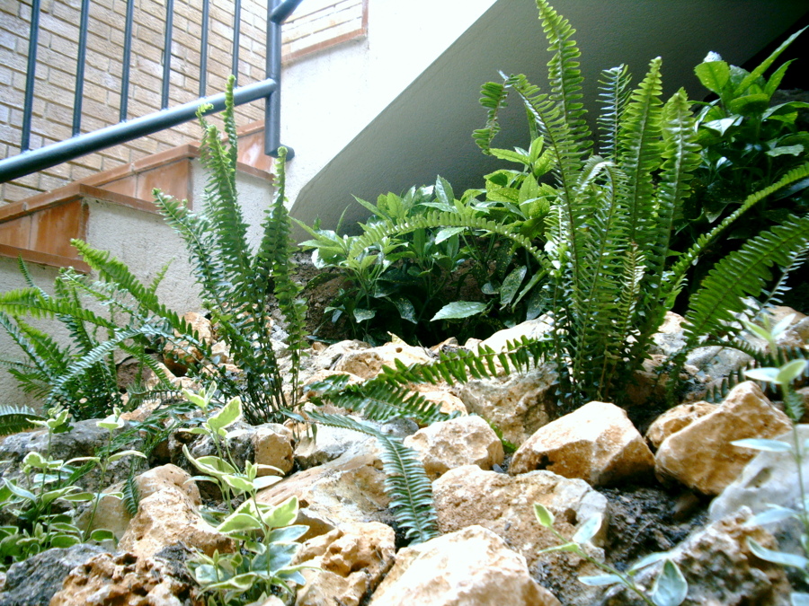 Plantas y piedra decoración
