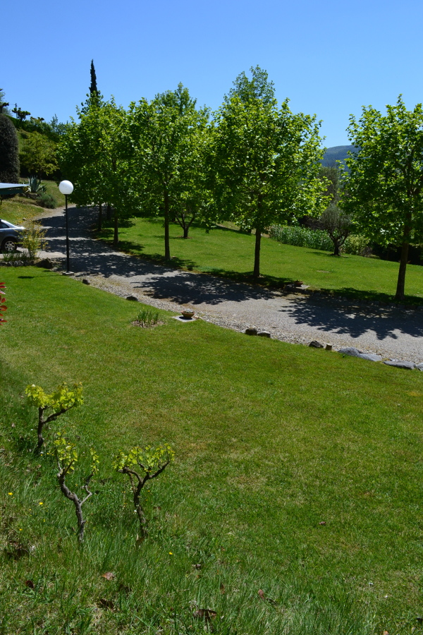 Platanus × hispanica