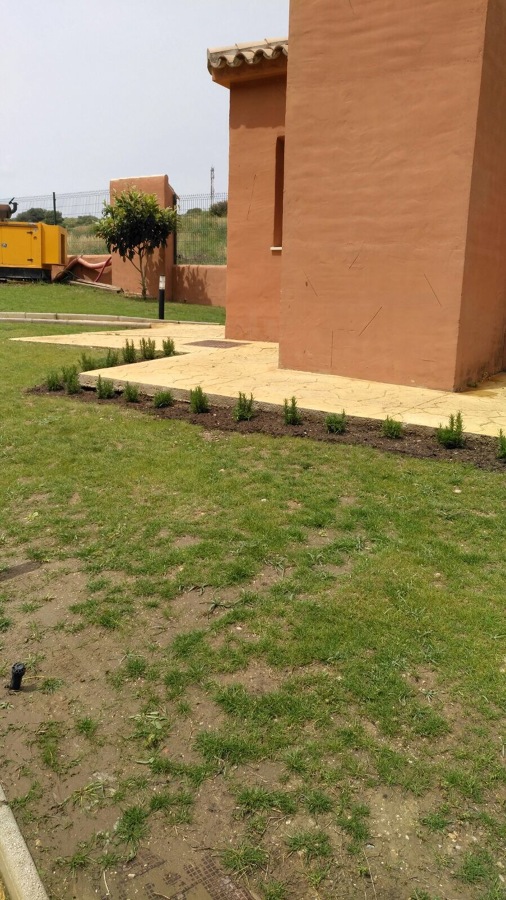 Poco a poco el cesped desde la nada