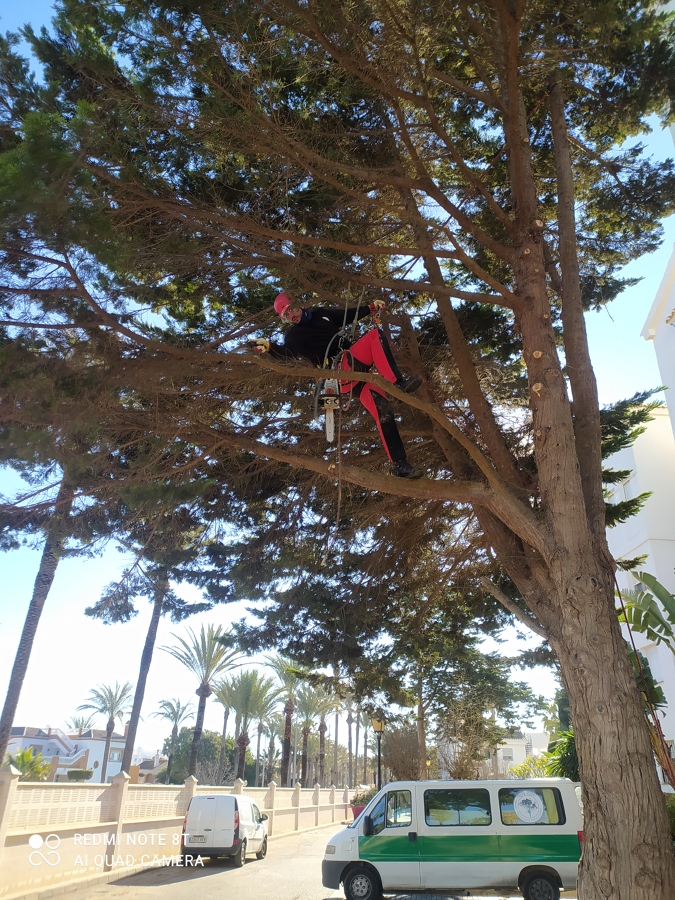 Poda de aclareo y refaldado