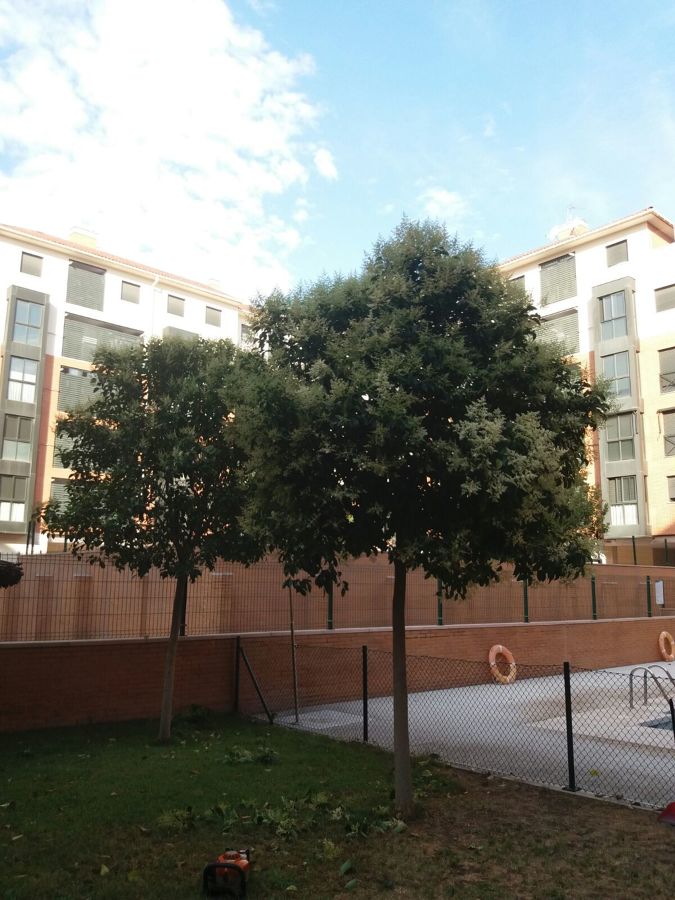 Poda de árboles, antes