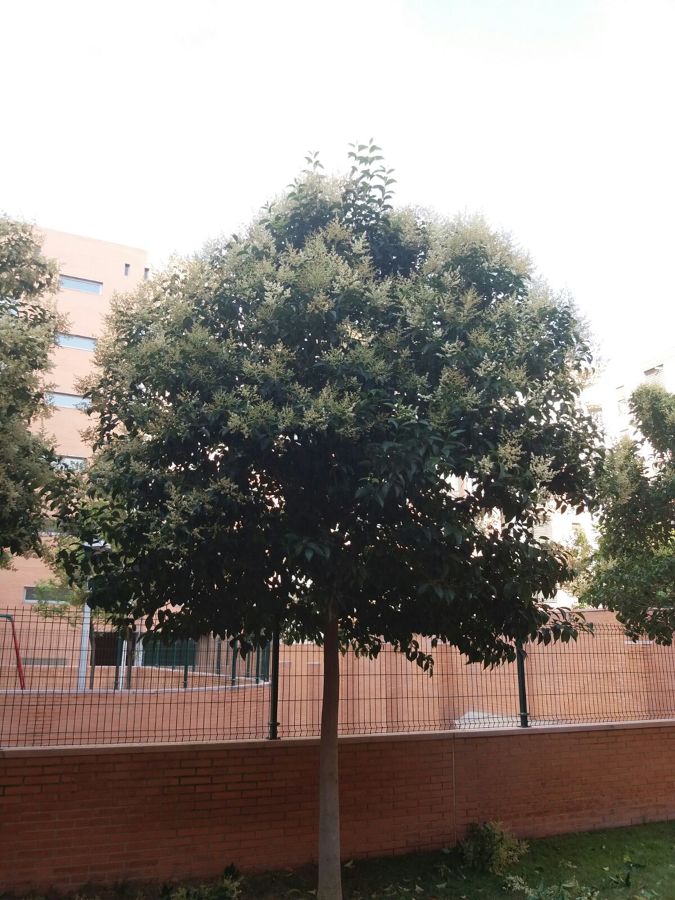 Poda de árboles, antes