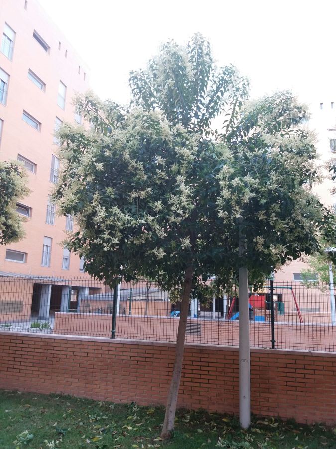 Poda de árboles, antes