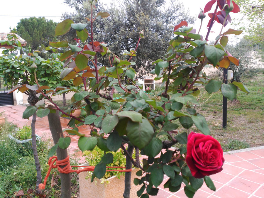 poda de arboles y Plantas Murcia