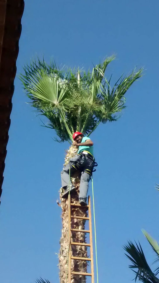 poda de arboles y Plantas Murcia