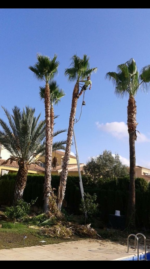 Poda de palmeras.