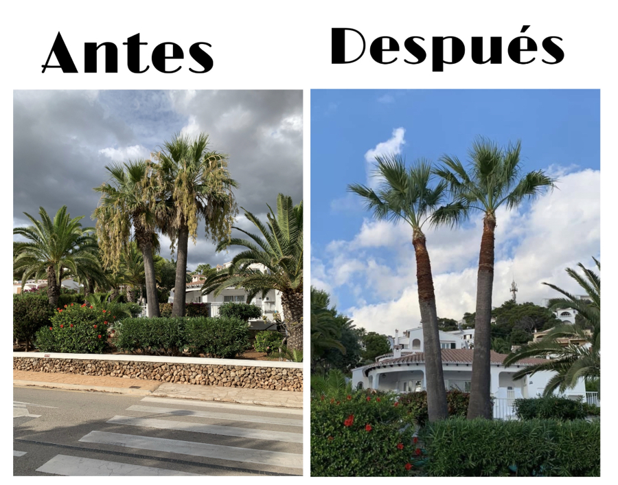 Poda de palmeras