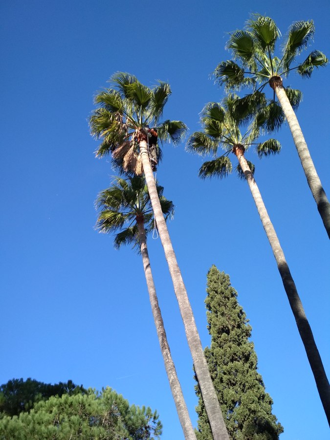 Poda de palmeras a diferentes alturas