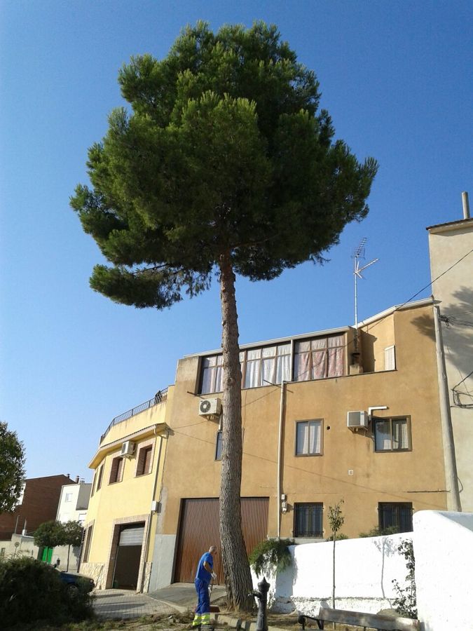 Poda de Pinus halepensis en casco urbano de Santa Cruz de la Zarza