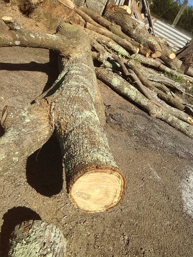 PODA EN ALTURA CASTAÑO