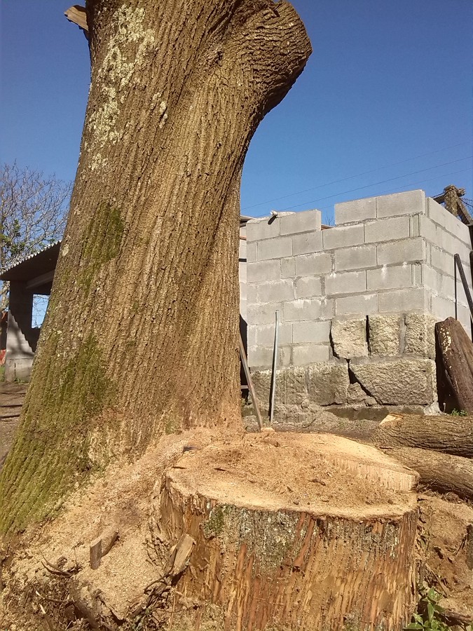 PODA EN ALTURA CASTAÑO