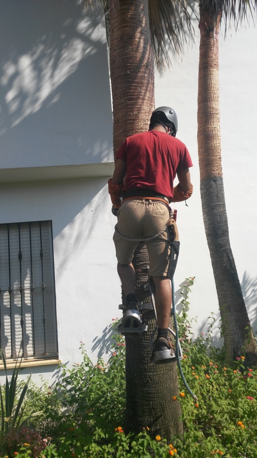 Poda palmeras sistema bicicleta