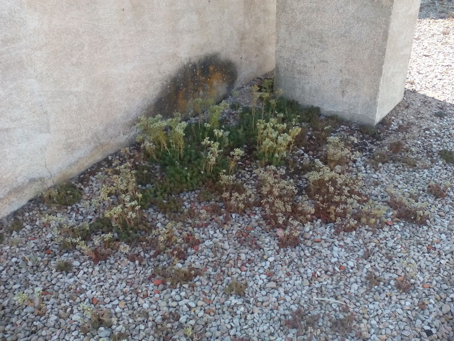 Presencia de vegetación en la cubierta plana