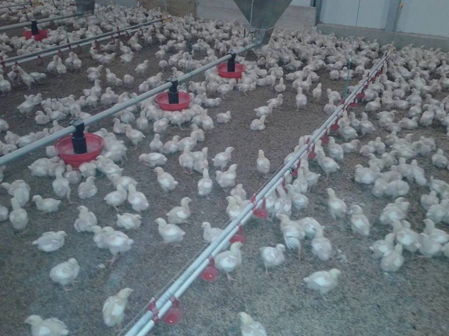 Primera producción Broilers