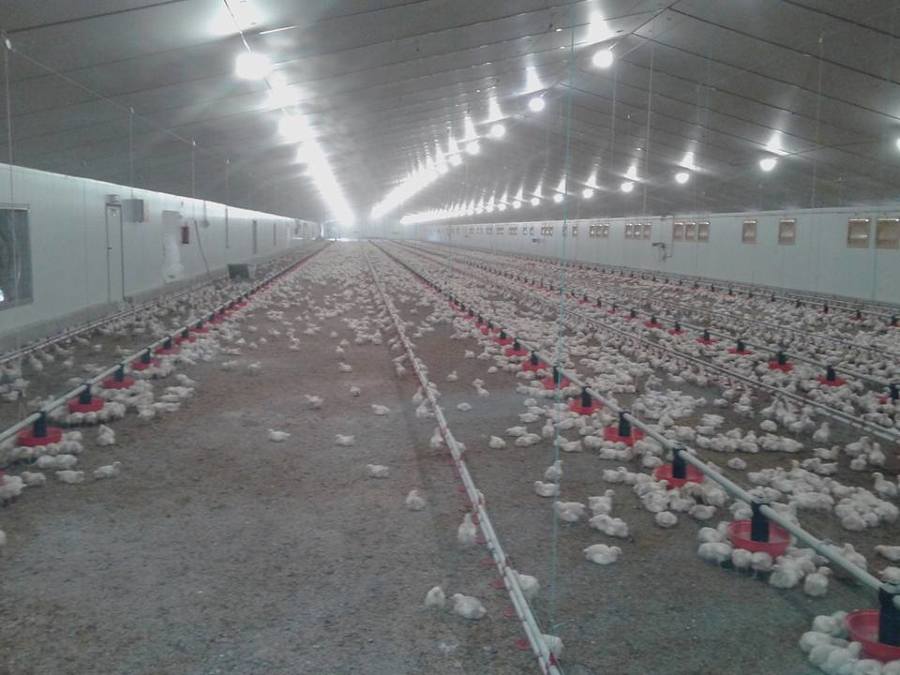 Primera producción Broilers