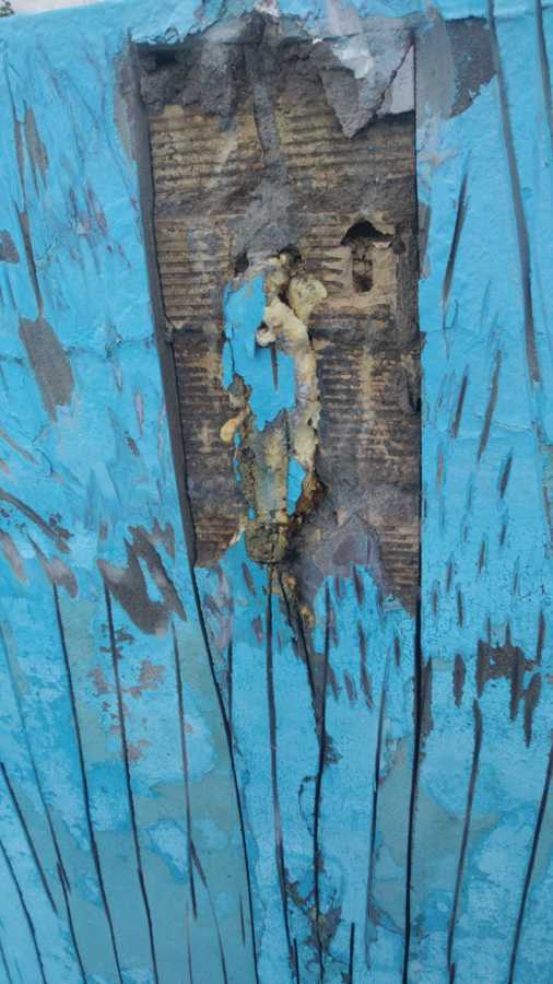 Ramas atravesando la pared